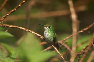 Female Rufous-booted Racket-tail