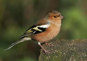 Chaffinch at ISO 100