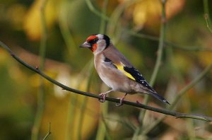 Autumnal Goldfinch