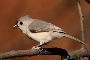 tufted titmouse