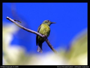 Brown-throated Sunbird, female