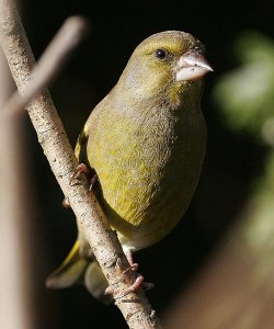 Greenfinch Posing Perfectly...