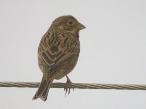 corn bunting