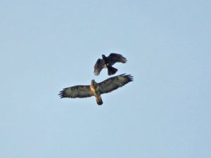 Buzzard & Crow