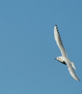 Black-headed Gull