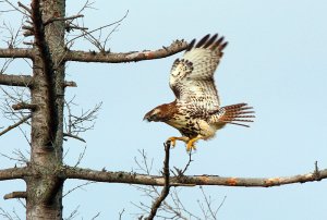 Red-tailed Hawk