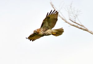 Red-tailed Hawk