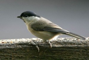 Another Marsh Tit