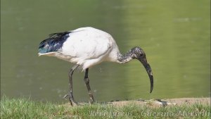 Ibis sacro (Threskiornis aethiopicus)