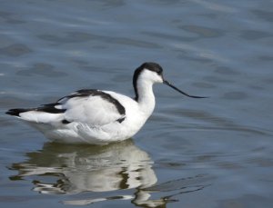 Avocet