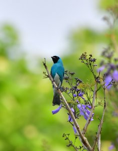 Swallow Tanager