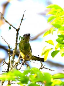 Swallow Tanager