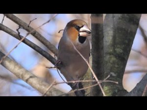 Hawfinch in the woods (Coccothraustes coccothraustes)