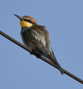 European Bee-eater