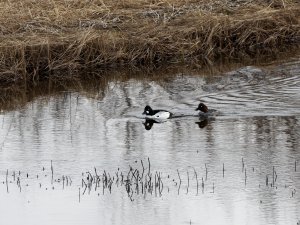 Pair of common goldeneyes