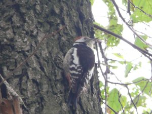 Middle Spotted Woodpecker