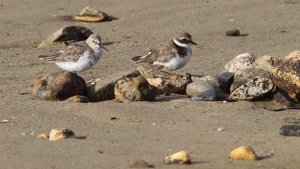 dunlin and ringed plover