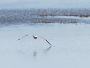 Common gull touching the water with the wing
