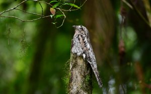 Common Potoo