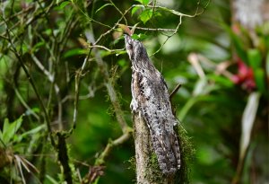 Common Potoo