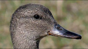 Gadwall (Anas strepera)