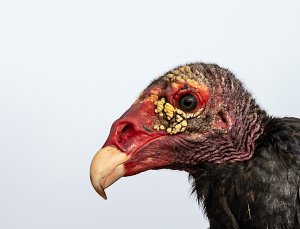 Turkey Vulture