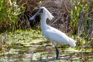 Royal Spoonbill at Mutton Cove-2