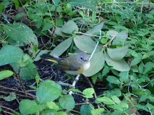 American Redstart (2)