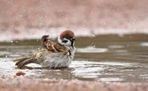 In the puddle