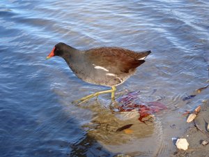 Common Gallinule