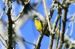 Golden-rumped Euphonia - female