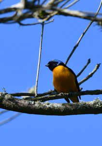 Golden-rumped Euphonia - male