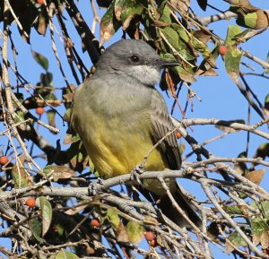 Cassin's Kingbird