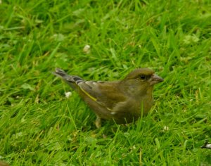 Greenfinch