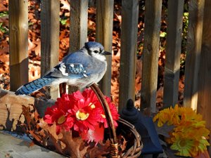 Blue Jay