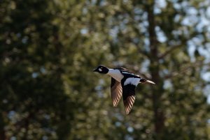 Male common goldeneye in flight