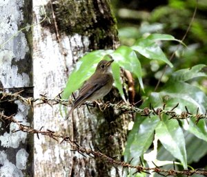 Brown-chested jungle flycatcher