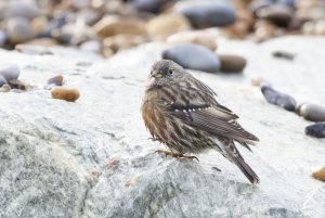 Alpine Accentor