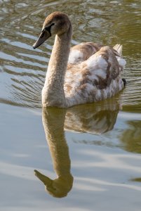 Reflecting on cygnets