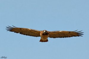 Red-tailed Hawk