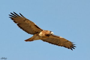 Red-tailed Hawk