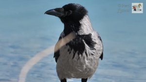 Hooded crow (Corvus cornix)