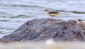 Grey wagtail