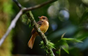 Atlantic Royal Flycatcher