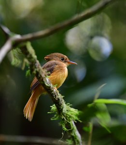 Atlantic Royal Flycatcher