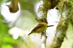 White-throated Spadebill