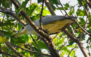 Black Crowned Night Heron.