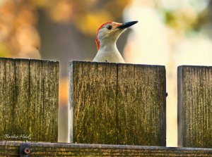 Red-bellied woodpecker