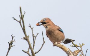 Eurasian Jay