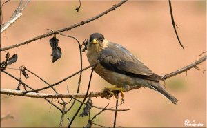 Starling